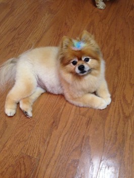 Pomeranian